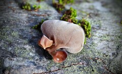 Auricularia angiospermarum