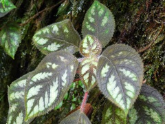 Kohleria amabilis