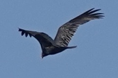 Cathartes aura