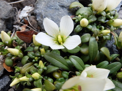 Gentianella saxosa