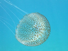 Pelagia noctiluca