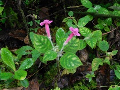 Kohleria amabilis
