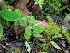 Kohleria amabilis
