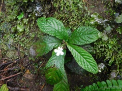 Reldia minutiflora