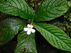 Reldia minutiflora