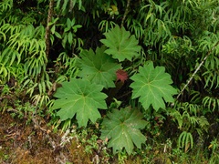 Gunnera brephogea