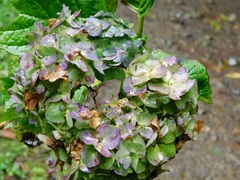 Hydrangea macrophylla