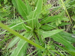 Cirsium canum