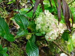 Hydrangea macrophylla