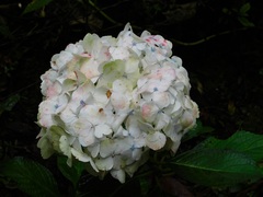 Hydrangea macrophylla