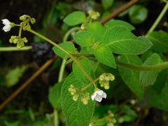 Klaprothia mentzelioides