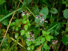 Cuphea racemosa