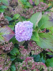 Hydrangea macrophylla