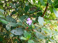 Andesanthus lepidotus