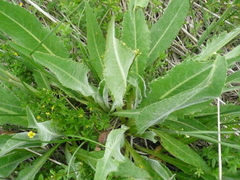 Cirsium canum