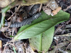 Diploglossus lessonae