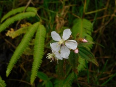 Chaetogastra ciliaris
