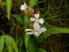 Chaetogastra ciliaris