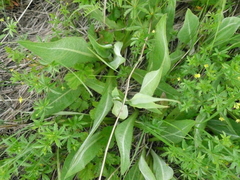Cirsium canum
