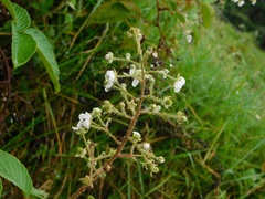 Chaetogastra ciliaris