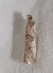 Pseudacrobasis tergestella