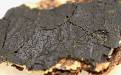 Biscogniauxia nummularia