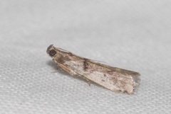 Pseudacrobasis tergestella