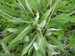 Cirsium canum