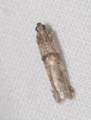 Pseudacrobasis tergestella