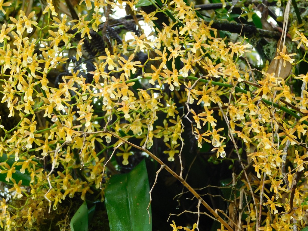 Oncidium chrysomorphum