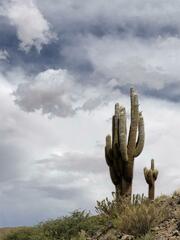 Trichocereus atacamensis