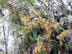 Oncidium chrysomorphum