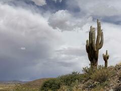 Trichocereus atacamensis