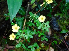 Oxalis mollis
