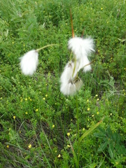 Eriophorum latifolium
