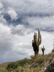 Trichocereus atacamensis