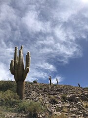 Trichocereus atacamensis