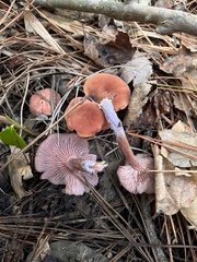 Laccaria trichodermophora