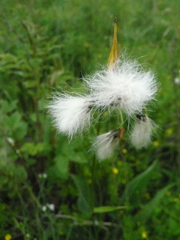 Eriophorum latifolium