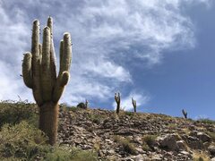 Trichocereus atacamensis