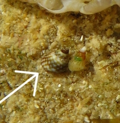 Echinolittorina punctata