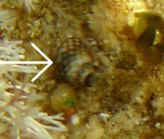 Echinolittorina punctata