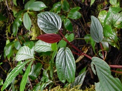 Peperomia sympodialis