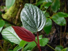 Peperomia sympodialis