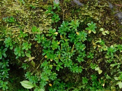 Peperomia tetraphylla