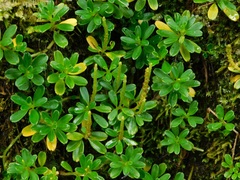 Peperomia tetraphylla