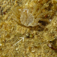 Echinolittorina punctata