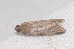 Acrobasis fallouella