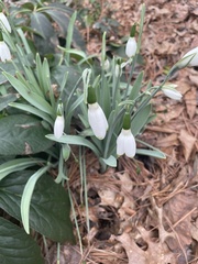 Galanthus