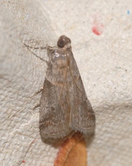 Acrobasis fallouella